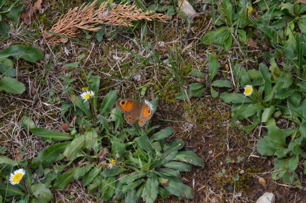 Image of Large Wall Brown Butterfly female in Tuscany