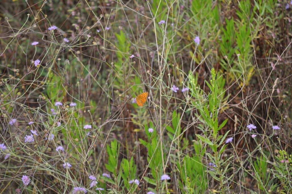 Image of an Unknown Fritillary Butterfly at Il Colombaio di Cencio, Gaiole, Chianti, Tuscany, Italy