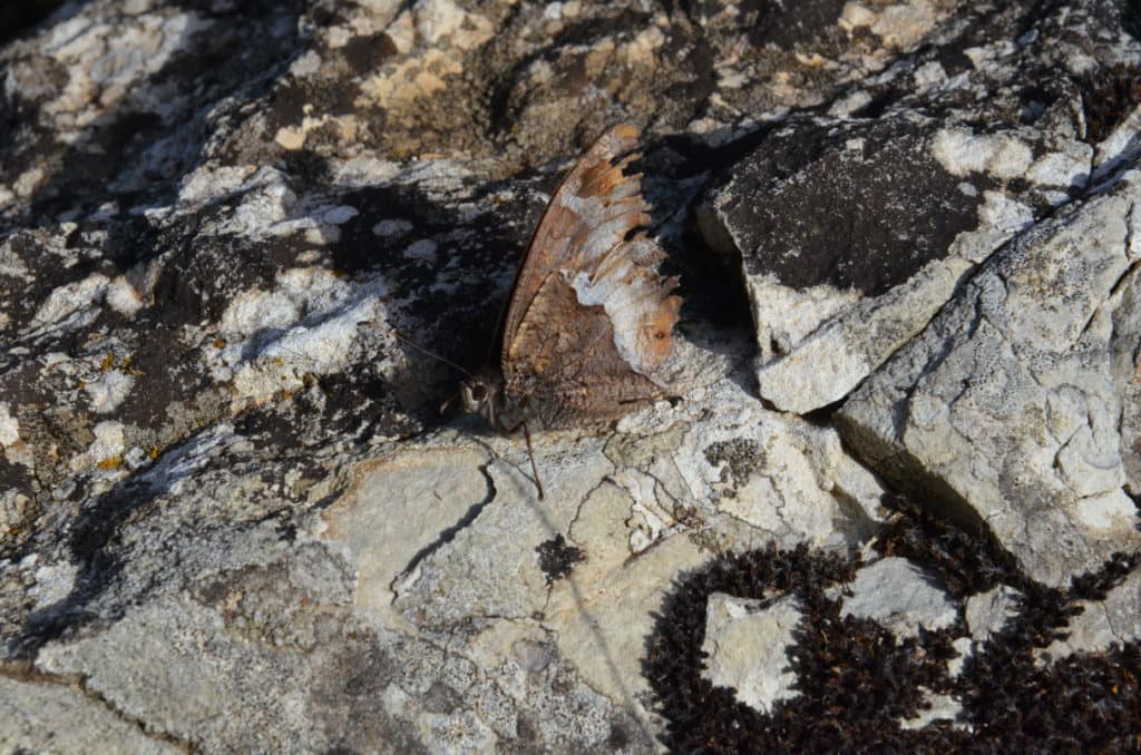 Image of unknown species of butterfly in Tuscany, Italy