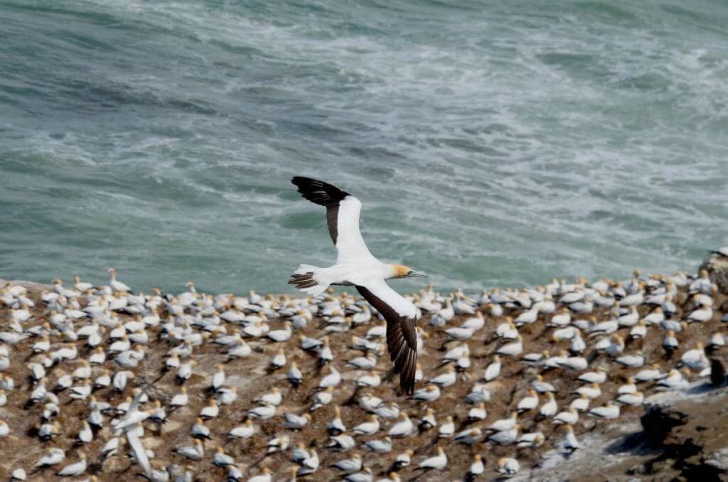 australasian-gannet-at-the-muriwai-gannet-colony-waitakere-new-zealand-2