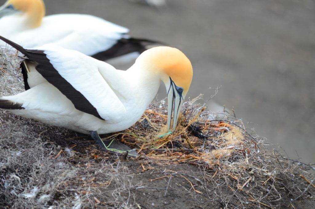 australasian-gannet-builds-a-nest-at-the-muriwai-gannet-colony-waitakere-new-zealand