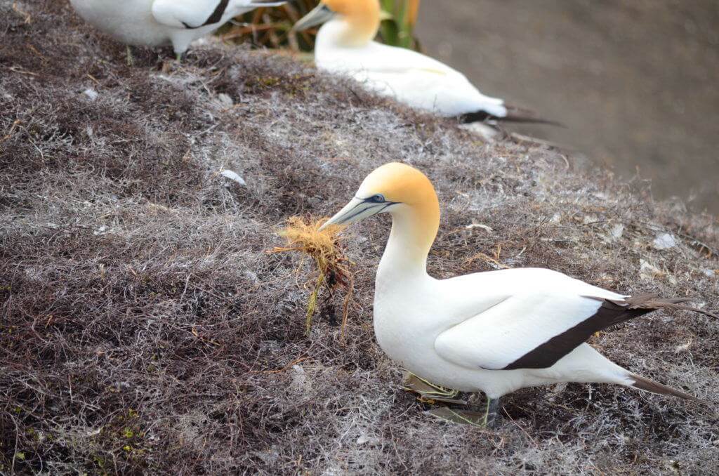 australasian-gannet-collects-nesting-material-at-the-muriwai-gannet-colony-waitakere-new-zealand