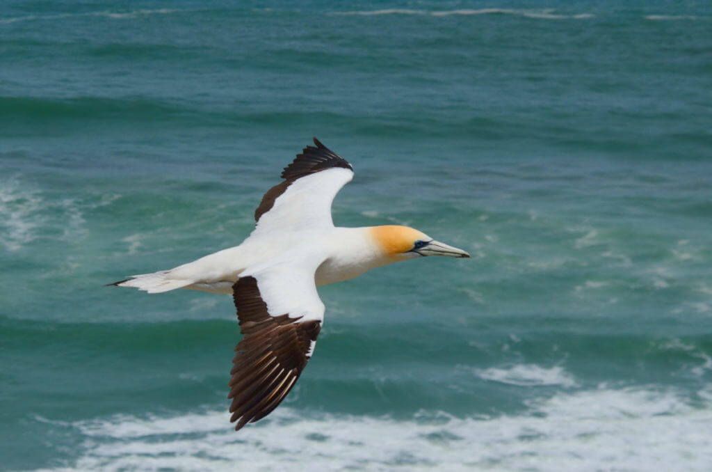 australasian-gannet-in-flight-above-the-muriwai-gannet-colony-waitakere-new-zealand-pic-3