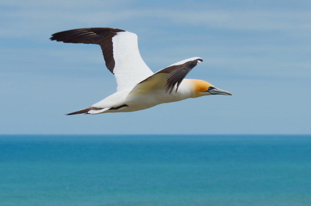 australasian-gannet-in-flight-above-the-muriwai-gannet-colony-waitakere-new-zealand-pic-4