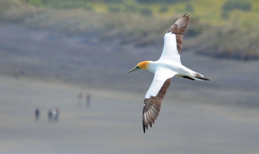 australasian-gannet-in-flight-above-the-muriwai-gannet-colony-waitakere-new-zealand-pic1