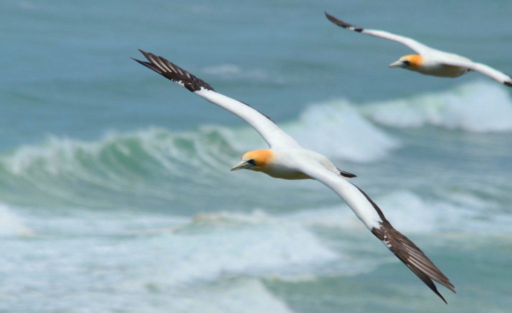 australasian-gannet-in-flight-above-the-muriwai-gannet-colony-waitakere-new-zealand-pic2