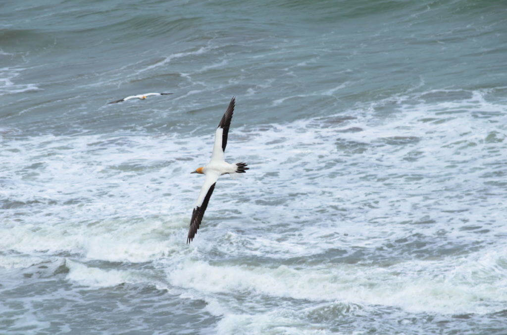 australasian-gannet-in-flight-at-the-muriwai-gannet-colony-waitakere-new-zealand-2