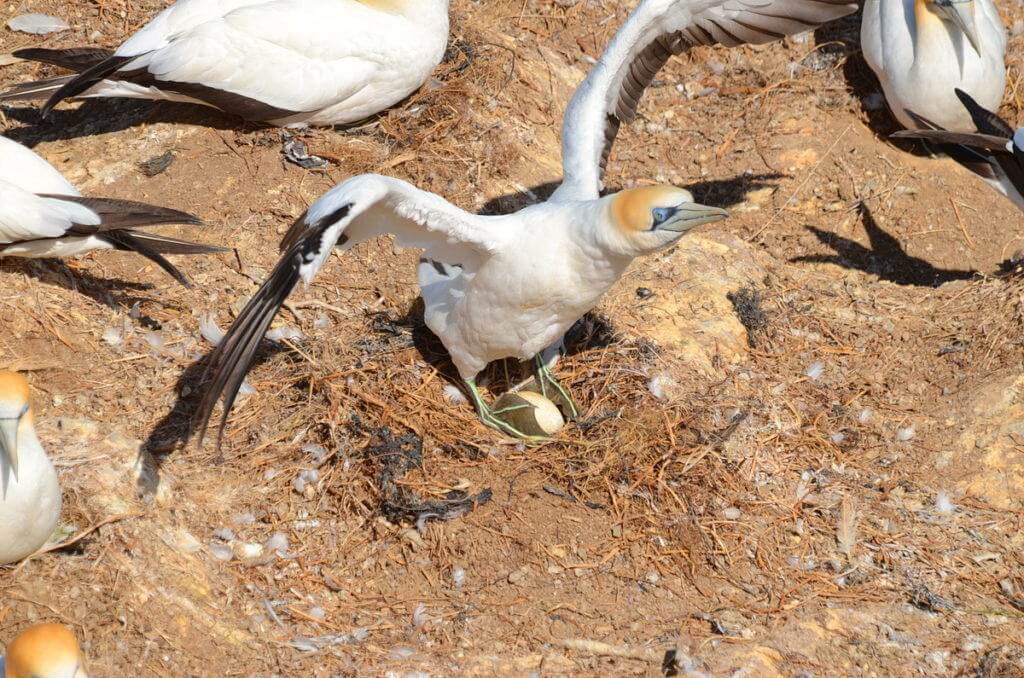 australasian-gannet-with-egg-at-the-muriwai-gannet-colony-waitakere-new-zealand