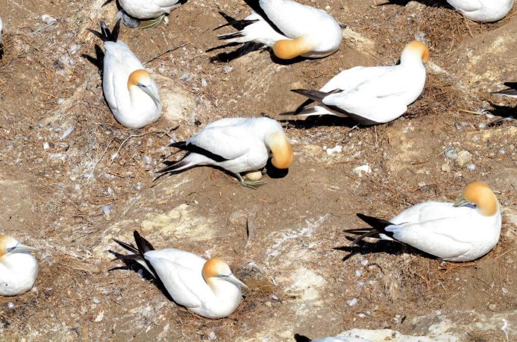 australasian-gannet-with-egg-at-the-muriwai-gannet-colony-waitakere-new-zealand-2