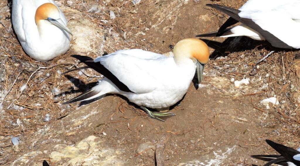 australasian-gannet-with-egg-at-the-muriwai-gannet-colony-waitakere-new-zealand-3