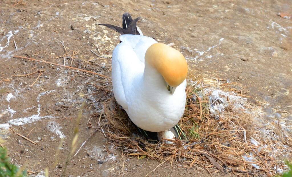 australasian-gannet-with-egg-at-the-muriwai-gannet-colony-waitakere-new-zealand-4
