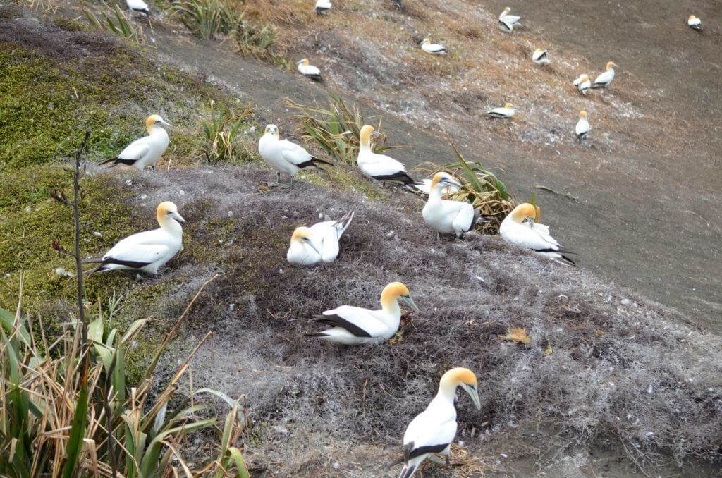 australasian-gannets-at-the-muriwai-gannet-colony-waitakere-new-zealand-2