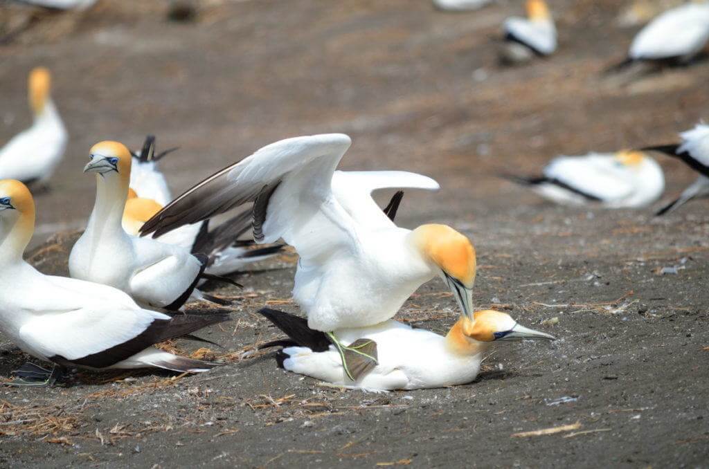 australasian-gannets-breeding-at-the-muriwai-gannet-colony-waitakere-new-zealand-1