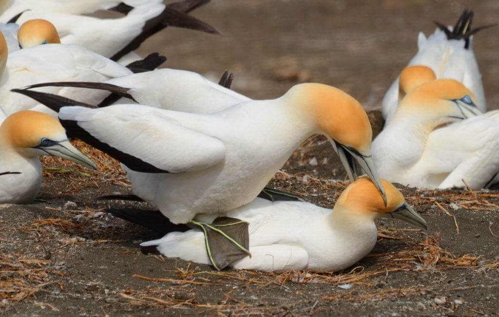 australasian-gannets-breeding-at-the-muriwai-gannet-colony-waitakere-new-zealand-10
