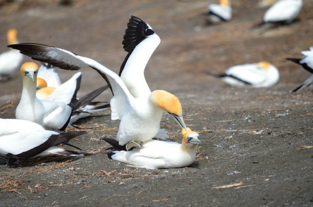australasian-gannets-breeding-at-the-muriwai-gannet-colony-waitakere-new-zealand-2