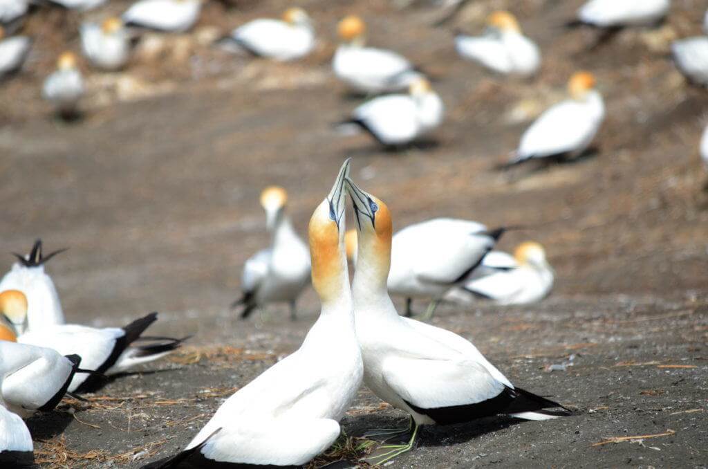 australasian-gannets-mating-at-the-muriwai-gannet-colony-waitakere-new-zealand-2