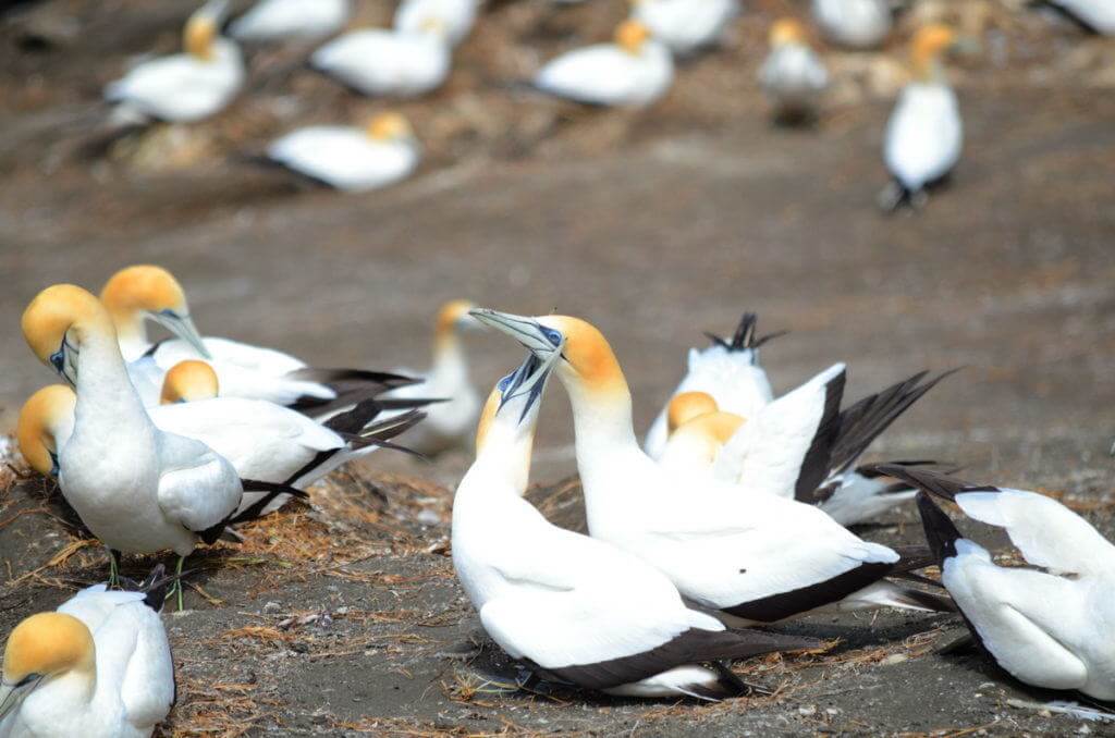 australasian-gannets-mating-at-the-muriwai-gannet-colony-waitakere-new-zealand-3