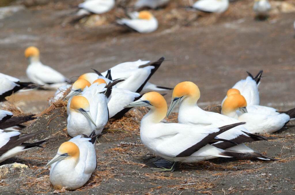 australasian-gannets-on-at-muriwai-gannet-colony-waitakere-new-zealand