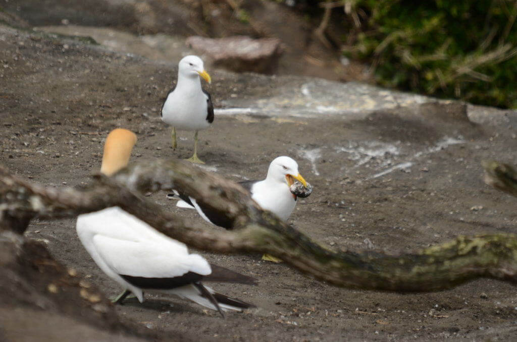 southern-black-backed-gull-steals-an-australasian-gannet-egg-at-the-muriwai-gannet-colony-waitakere-new-zealand-pic-1