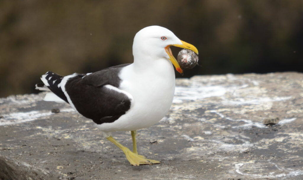 southern-black-backed-gull-steals-an-australasian-gannet-egg-at-the-muriwai-gannet-colony-waitakere-new-zealand-pic-2