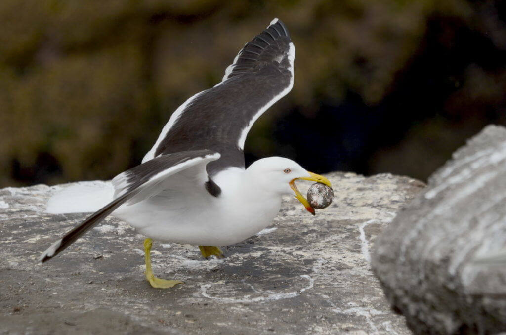 Image of a Southern Black-backed gull with an Australasian Gannet egg at Muriwai, North Island, New Zealand. Photography by Frame To Frame - Bob and Jean