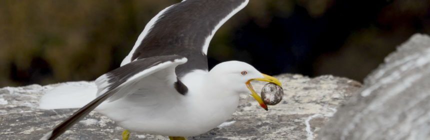 southern-black-backed-gull-steals-an-australasian-gannet-egg-at-the-muriwai-gannet-colony-waitakere-new-zealand-pic-3