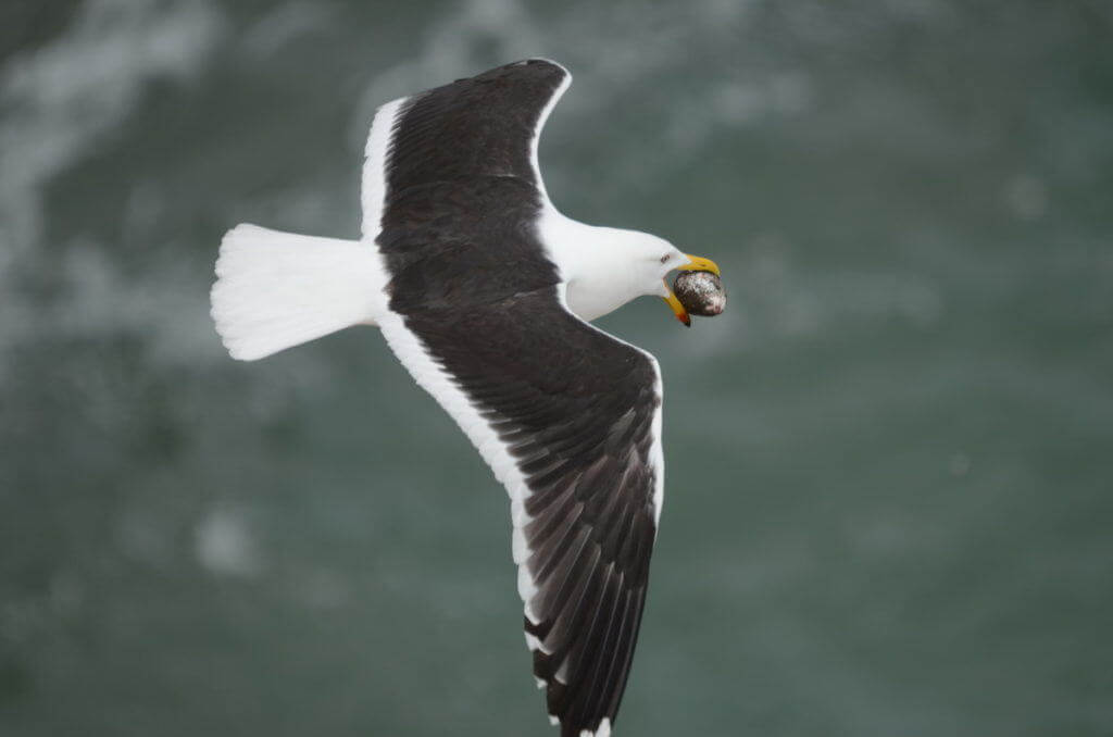 southern-black-backed-gull-steals-an-australasian-gannet-egg-at-the-muriwai-gannet-colony-waitakere-new-zealand-pic-4