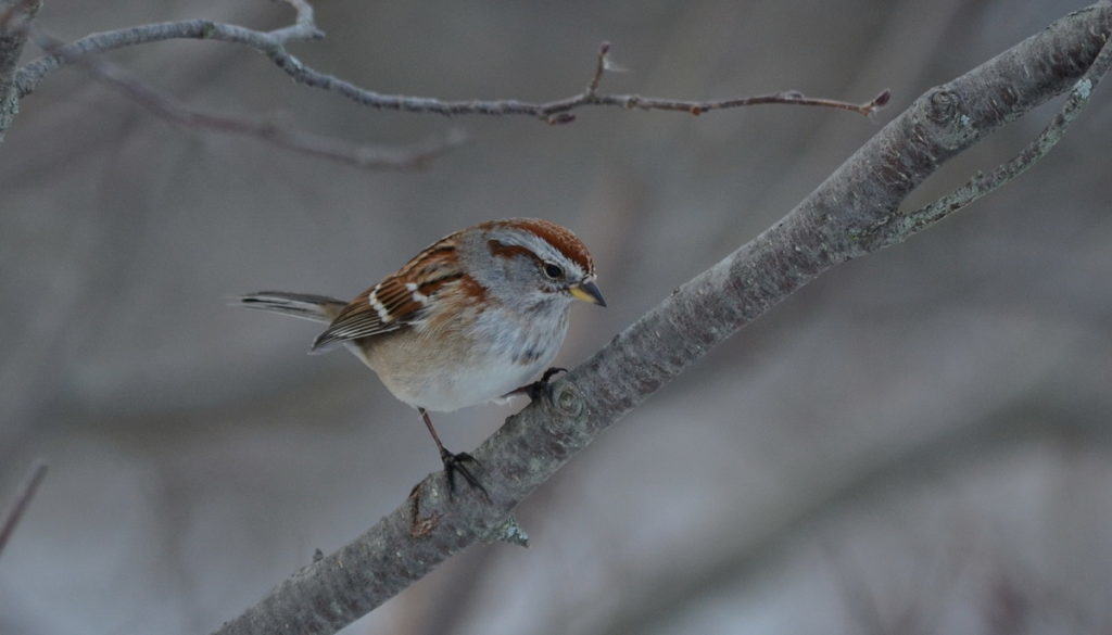 american-tree-sparrow-lynde-shores-whitby-ontario-pic-1