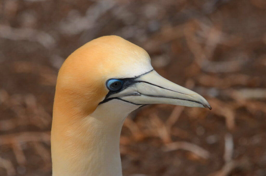 closeup-of-an-australasian-gannet-at-the-muriwai-gannet-colony-waitakere-new-zealand