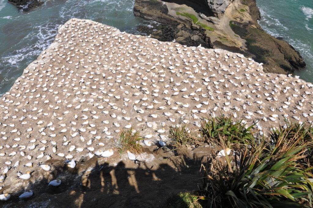 coastline-at-the-muriwai-gannet-colony-waitakere-new-zealand-2