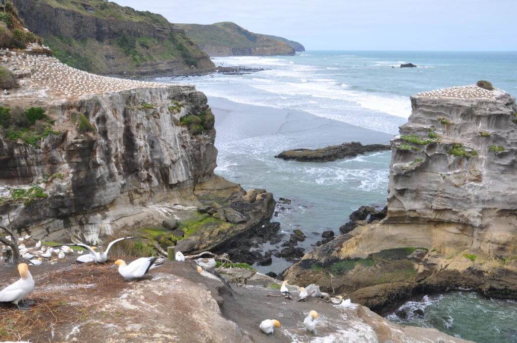 coastline-at-the-muriwai-gannet-colony-waitakere-new-zealand-pic-2