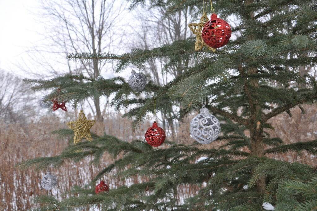 decorations-on-the-christmas-tree-at-lynde-shores-conservation-area-whitby-ontario-3