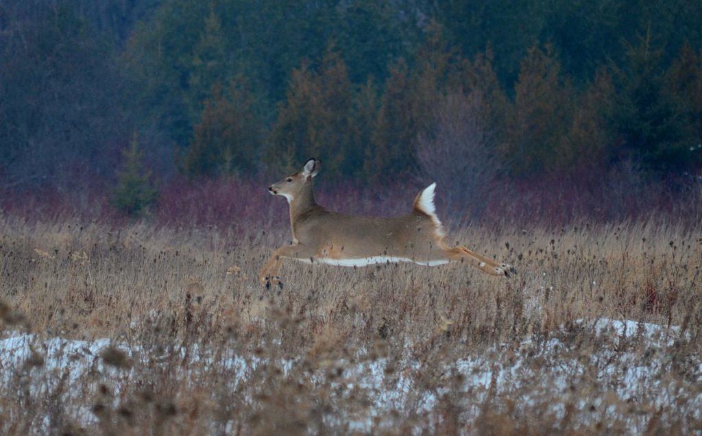 deer-at-lynde-shores