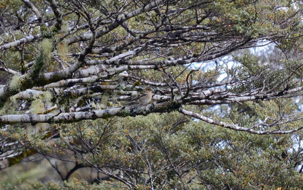 An image of a female Chaffinch sitting in a tree at Tawhai Falls in Tongariro National Park in New Zealand. Photography by Frame To Frame - Bob and Jean.