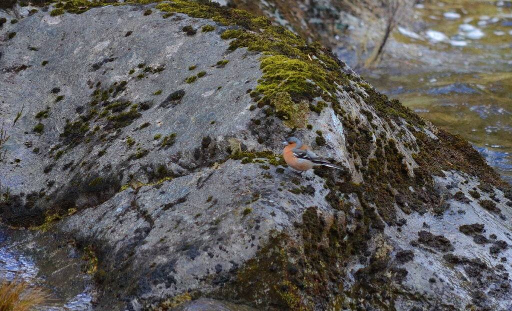 An image of male Chaffinch sitting on a rock at Tawhai Falls in Tongariro National Park in New Zealand. Photography by Frame To Frame - Bob and Jean.