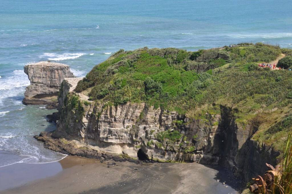 muriwai-gannet-colony-waitakere-new-zealand-pic-2