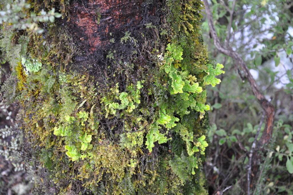 An image of plant life growing on the side of a tree along the Tawhai Falls Walk in Tongariro National Park in New Zealand. Photography by Frame To Frame - Bob and Jean.