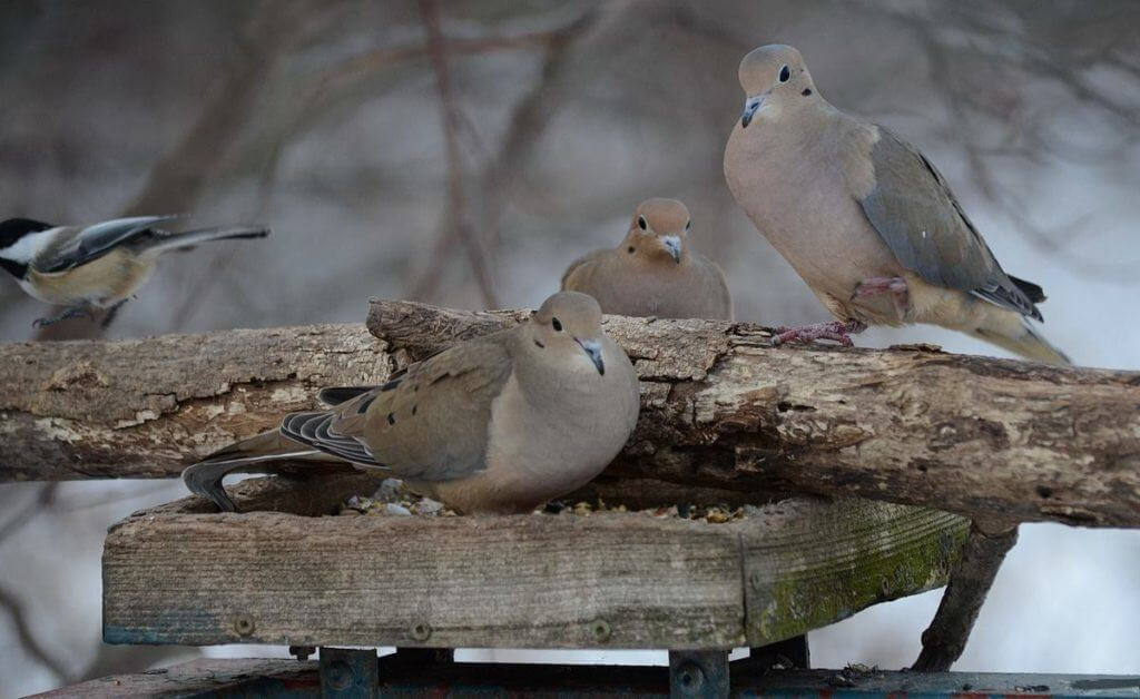 three-doves