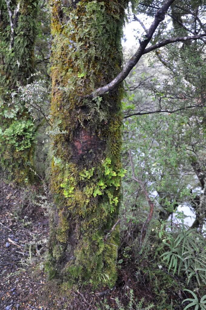 An image of a tree growing along the Tawhai Falls Walk in Tongariro National Park in New Zealand. Photography by Frame To Frame - Bob and Jean.