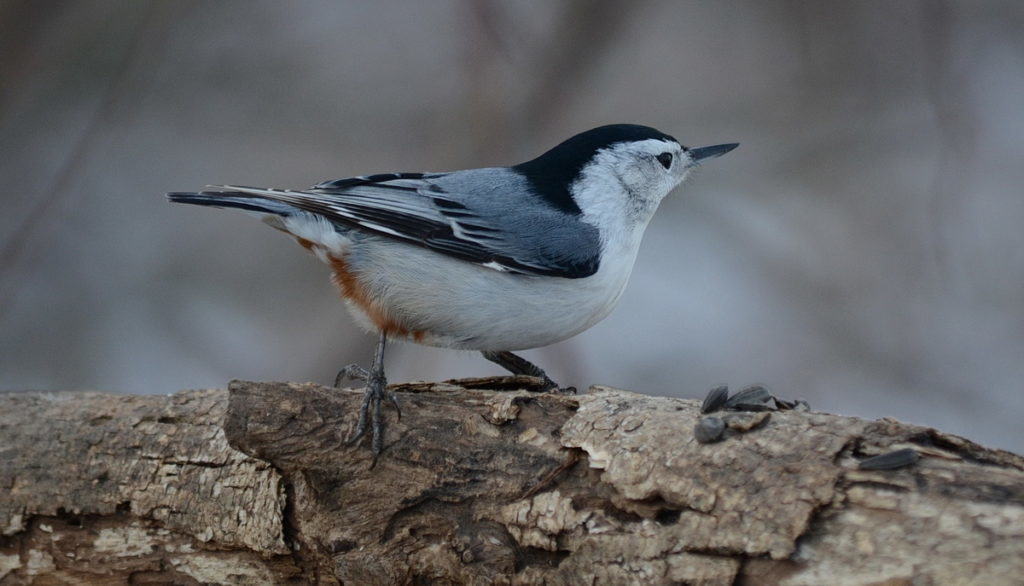 white-breasted-nuthatch-lynde-shores-whitby-ontario-pic-1