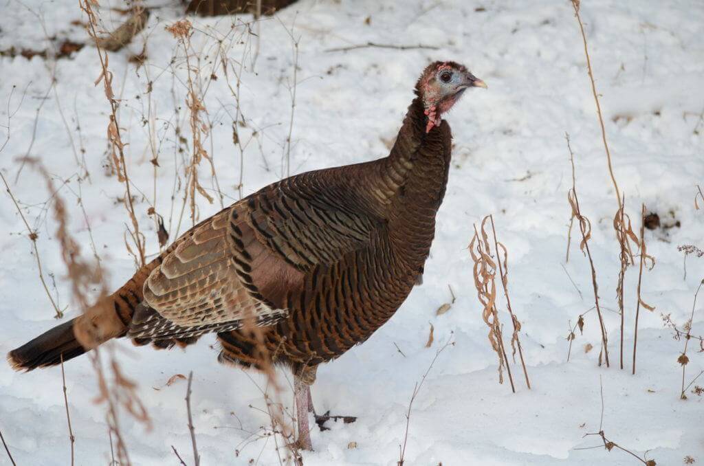 wild-turkey-lynde-shores-whitby-ontario-pic-2
