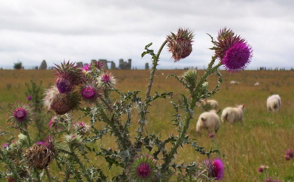 An image of sheep standing behind a thistle plant with Stonehenge in the background in Wiltshire, England. Photography by Frame To Frame - Bob and Jean.