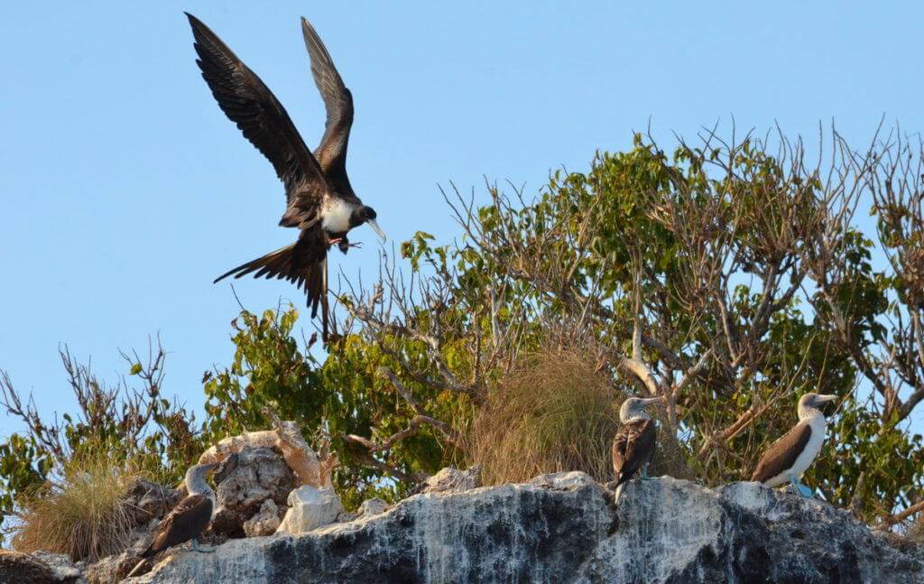 An image of an adult female magnificent frigatebird landing beside blue-footed booby on Isla Isabel in Mexico. Photography by Frame To Frame - Bob and Jean.