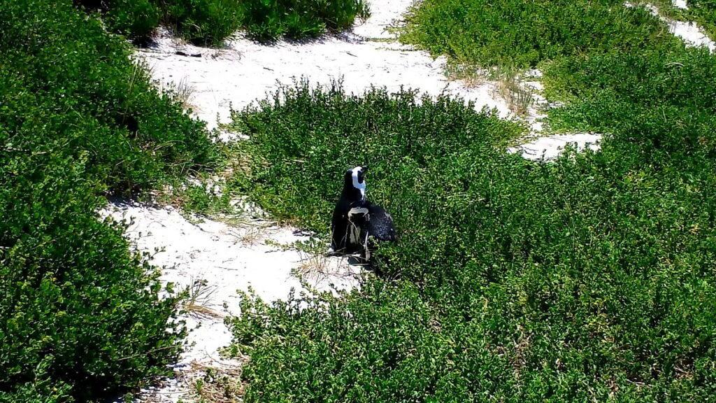An image of African penguins among the shrubs on the sand dunes at Boulders Beach, South Africa.
