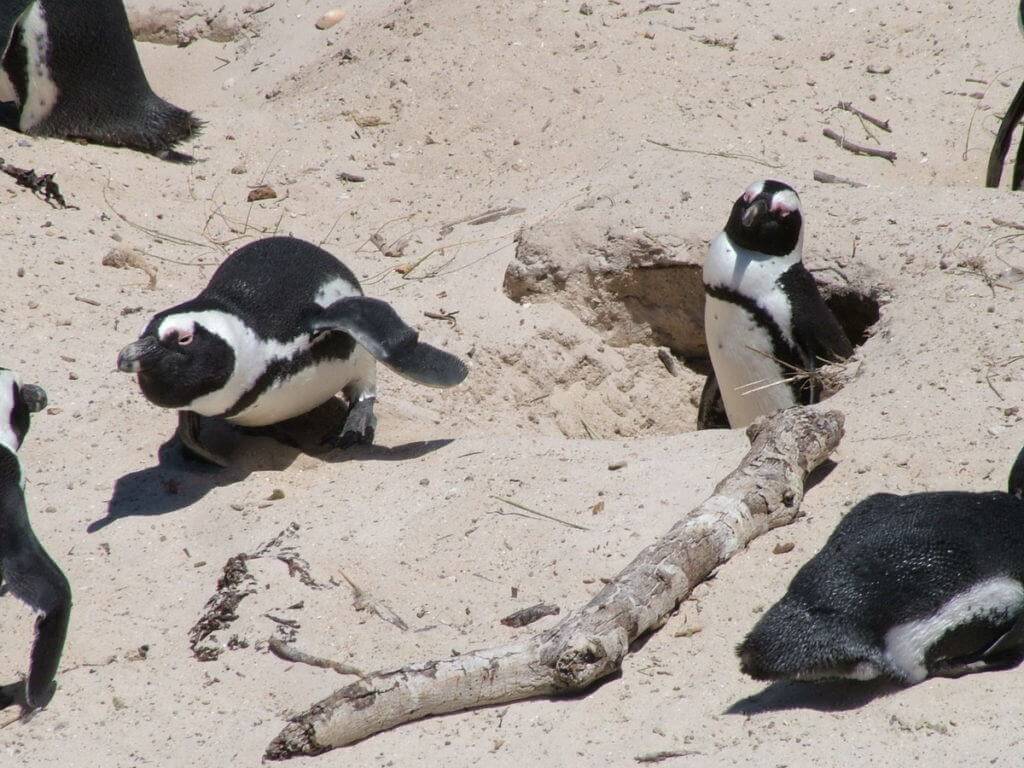 An image of an African penguin defending its mate and nest at Boulders Beach, South Africa.