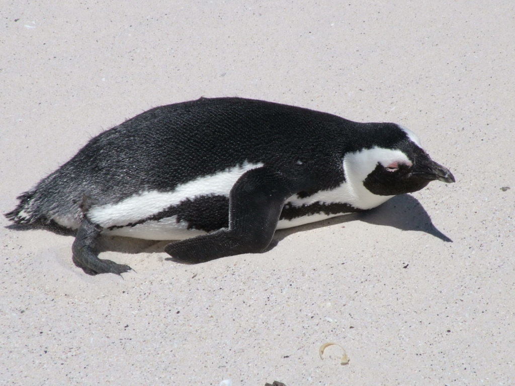 An image of an African penguin lying on the sand at Boulders Beach, South Africa.