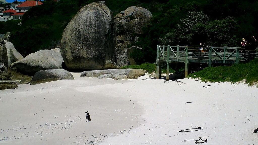 african penguin on the beach at boulders beach, table mountain national park, south africa