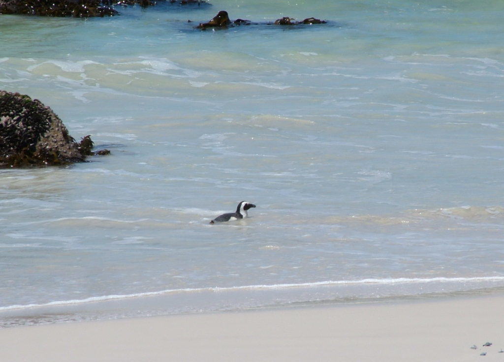 An image of an African penguin swimming along the shore at Boulders Beach, South Africa.