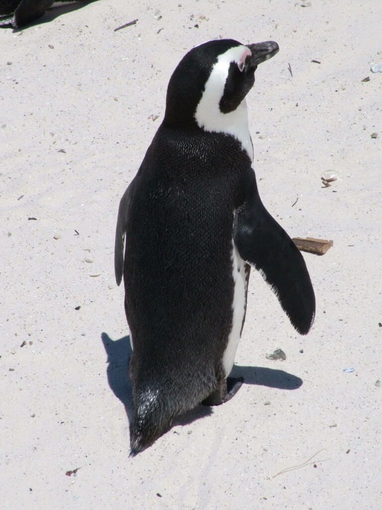 An image of an African penguin walking on the sand at Boulders Beach, South Africa.