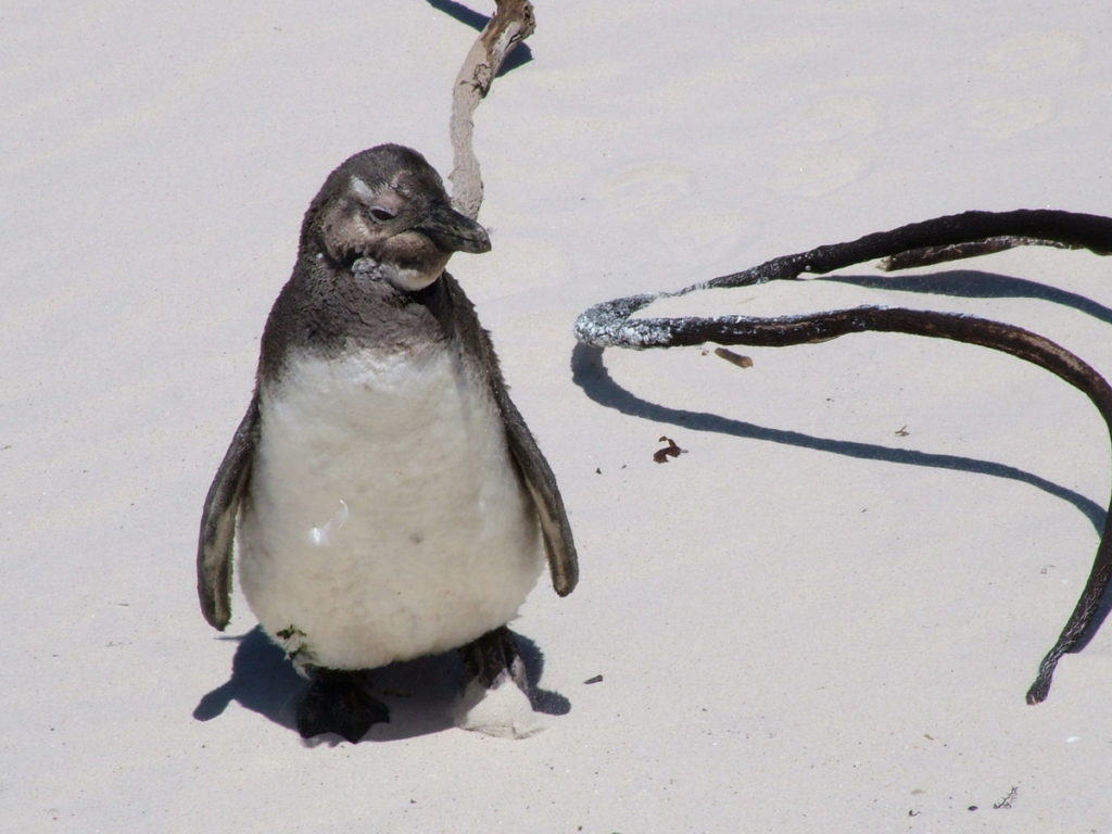 An image of an African penguin at Boulders Beach, Table Mountain National Park, South Africa.